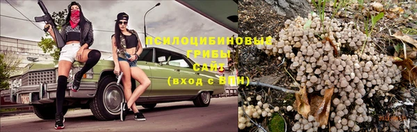 прущие грибы Бородино